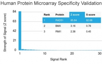 RAD51 Antibody Protein Microarray Validation. Analysis of a HuProt human protein microarray containing more than 19,000 full length human proteins demonstrates the exceptional specificity of the RAD51 antibody clone RAD51/2702. RAD51, also known as RAD51 Recombinase, is a key DNA repair protein involved in homologous recombination and maintenance of genomic stability. Among all proteins represented on the array, RAD51 exhibited the highest signal intensity with a Z score of 85.84 and an S score of 82.68, indicating strong and highly selective target recognition. The Z score reflects the signal strength generated by antibody binding relative to the mean signal of all proteins on the array, while the S score measures the difference between the top ranked target and the next highest signal. These results support the foremost specificity of the RAD51/2702 mAb and validate its utility for studies of DNA damage responses, genome maintenance, and cancer biology.