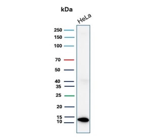 Western blot testing of human HeLa cell lysate with S100A4 antibody. Predicted molecular weight ~12 kDa.