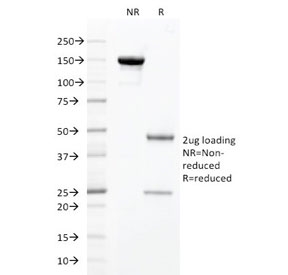 SDS-PAGE analysis of purified, BSA-free HNF1A antibody (clone HNF1A/2087) as confirmation of integrity and purity.