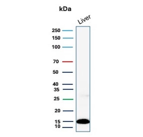 Western blot testing of human liver lysate with Prealbumin antibody (clone CPTC-TTR-1). Predicted molecular weight ~16 kDa.