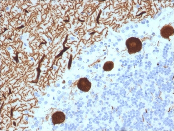IHC testing of FFPE human cerebellum with CA8 antibody (clone CPTC-CA8-2). HIER: boil tissue sections in pH6, 10mM citrate buffer or pH 9 10mM Tris with 1mM EDTA for 10-20 min followed by cooling at RT for 20 min.