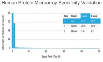 Analysis of HuProt(TM) microarray containing more than 19,000 full-length human proteins using CA8 antibody (clone CPTC-CA8-2). These results demonstrate the foremost specificity of the CPTC-CA8-2 mAb. Z- and S- score: The Z-score represents the strength of a signal that an antibody (in combination with a fluorescently-tagged anti-IgG secondary Ab) produces when binding to a particular protein on the HuProt(TM) array. Z-scores are described in units of standard deviations (SD's) above the mean value of all signals generated on that array. If the targets on the HuProt(TM) are arranged in descending order of the Z-score, the S-score is the difference (also in units of SD's) between the Z-scores. The S-score therefore represents the relative target specificity of an Ab to its intended target.