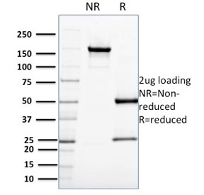 SDS-PAGE analysis of purified, BSA-free CDC34 antibody (clone CPTC-CDC34-2) as confirmation of integrity and purity.