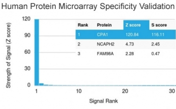 Carboxypeptidase A1 Antibody Microarray Validation. Protein microarray analysis of Carboxypeptidase A1 / CPA1 using mouse monoclonal Carboxypeptidase A1 antibody, clone CPA1/2714, demonstrates selective binding to CPA1 among a large panel of human proteins. Signal intensity is strongly enriched for the target protein, while non-target proteins show minimal reactivity, supporting a high level of specificity. Z-score represents the strength of antibody binding signal relative to the array background, expressed as standard deviations above the mean, while S-score reflects the separation between the top-ranked target and the next highest signal, indicating relative target specificity. The observed signal profile supports selective recognition of CPA1 in a proteome-wide context.
