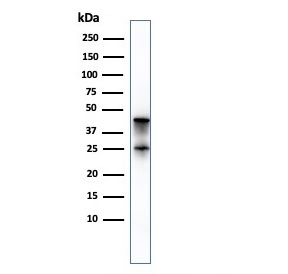 Carboxypeptidase A1 Antibody Pancreas WB. Western blot analysis of Carboxypeptidase A1 / CPA1 in human pancreas tissue lysate using mouse monoclonal Carboxypeptidase A1 antibody, clone CPA1/2714. A band is detected at approximately 45 kDa, consistent with the predicted molecular weight of CPA1, with a secondary lower band that may represent proteolytic processing of this digestive enzyme, supporting its expected biochemical behavior in pancreatic tissue.