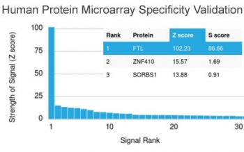 FTL Antibody HuProt Microarray Validation. Analysis of HuProt(TM) microarray containing more than 19,000 full-length human proteins using FTL Antibody demonstrates highly selective recognition of ferritin light chain / FTL with strong separation from non-target proteins across the tested human proteome. This ferritin complex assembly antibody showed the highest signal intensity for FTL, supporting the foremost specificity of clone FTL/1387 in large-scale protein microarray validation studies. In HuProt(TM) analysis, the Z-score represents the strength of antibody binding signal relative to the overall array mean, while the S-score reflects target specificity relative to the next highest ranked protein signal. Elevated S-score separation supports preferential target recognition and reduced off-target reactivity in complex proteomic environments.