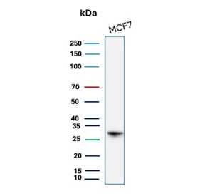 Western blot testing of human MCF7 cell lysate with HSP27 antibody (clone CPTC-HSPB1-2). Predicted molecular weight: 23-27 kDa.