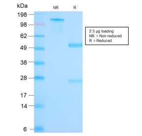 SDS-PAGE analysis of purified, BSA-free Mammaglobin antibody (clone MGB/2682R) as confirmation of integrity and purity.