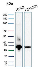 MTAP Antibody Cell Line Comparison WB. Western blot analysis of MTAP expression in HT-29 and HEK293 cell lysates using MTAP antibody clone MTAP/3137R. A band is detected at approximately 30-35 kDa, consistent with MTAP expression in epithelial-derived cell lines.