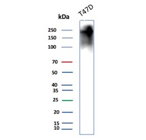 Western blot testing of human T-47D cell lysate with recombinant MUC1 antibody (clone MUC1/2980R). This glycoprotein is commonly visualized between 120~500 kDa.