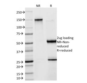 SDS-PAGE analysis of purified, BSA-free SOX9/Transcription factor SOX-9 antibody (clone SOX9/2398) as confirmation of integrity and purity.