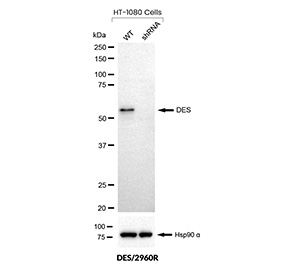 Desmin Antibody Knockdown Validation WB. Western blot analysis of Desmin expression in wild-type (WT) and Desmin shRNA knockdown HT-1080 cells using Desmin antibody clone DES/2960R. Lane 1: WT cell lysate, Lane 2: Desmin shRNA knockdown lysate. A band is detected at approximately 50-55 kDa in WT cells, consistent with the predicted molecular weight of Desmin, and is reduced in knockdown cells, confirming target-specific detection. Hsp90 alpha is shown as a loading control.