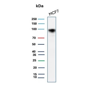 CD44 Antibody Human MCF7 Cell Line WB. Western blot analysis of CD44 / CD44 antigen expression in human MCF7 cell lysate using recombinant rabbit monoclonal antibody clone HCAM/2875R. A band is detected at approximately 80-95 kDa, consistent with the predicted molecular weight of CD44. CD44 is heavily glycosylated, and the observed band reflects glycosylation-dependent migration of the extracellular domain.