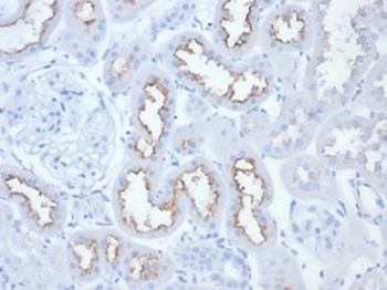 FOLH1 Antibody Rat Kidney IHC. Immunohistochemistry analysis of FFPE rat kidney tissue stained with FOLH1 Antibody / Prostate Cancer and PSMA Marker. Renal tubular epithelial cells demonstrate apical membranous HRP-DAB brown staining consistent with expression of Folate hydrolase 1 / FOLH1, also known as Prostate-specific membrane antigen / PSMA, a membrane-associated metallopeptidase involved in folate metabolism and epithelial transport-associated signaling pathways. Required HIER: boil tissue sections in pH 9 10mM Tris with 1mM EDTA for 10-20 min and allow to cool before testing.