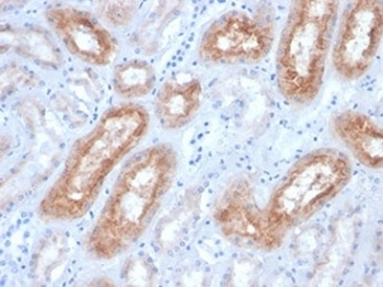 FOLH1 Antibody Dog Kidney IHC. Immunohistochemistry analysis of FFPE dog kidney tissue stained with FOLH1 Antibody / Prostate Cancer and PSMA Marker. Renal tubular epithelial cells display distinct apical membranous and cytoplasmic HRP-DAB brown staining consistent with expression of Folate hydrolase 1 / FOLH1, also known as Prostate-specific membrane antigen / PSMA, a membrane-associated enzyme involved in folate metabolism and epithelial transport-related signaling pathways. Required HIER: boil tissue sections in pH 9 10mM Tris with 1mM EDTA for 10-20 min and allow to cool before testing.
