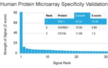 BMI-1 Antibody Human Protein Microarray Validation. Analysis of HuProt(TM) microarray containing more than 19,000 full-length human proteins using Bcl6 antibody (clone BMI1/2690). These results demonstrate the foremost specificity of the BMI1/2690 mAb.<BR>Z- and S- score: The Z-score represents the strength of a signal that an antibody (in combination with a fluorescently-tagged anti-IgG secondary Ab) produces when binding to a particular protein on the HuProt(TM) array. Z-scores are described in units of standard deviations (SD's) above the mean value of all signals generated on that array. If the targets on the HuProt(TM) are arranged in descending order of the Z-score, the S-score is the difference (also in units of SD's) between the Z-scores. The S-score therefore represents the relative target specificity of an Ab to its intended target. 