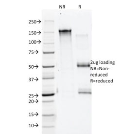 SDS-PAGE analysis of purified, BSA-free Annexin A1 antibody (clone 5E4/1) as confirmation of integrity and purity.