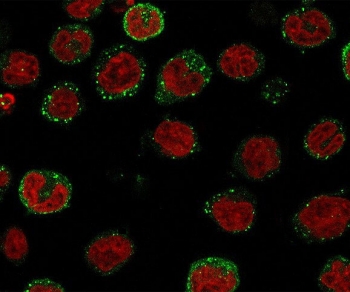 ICOS Ligand Antibody IF. Immunofluorescence staining of human U937 cells with ICOS Ligand antibody (green, clone ISLG-1) and Reddot nuclear stain (red).