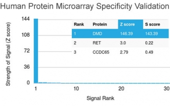 Dystrophin Antibody HuProt Microarray Specificity. Protein microarray analysis using Dystrophin Antibody (clone DMD/3241) demonstrates highly specific binding to DMD / Dystrophin, with the target protein ranked as the top hit and showing a strong Z score with clear separation from all other proteins on the array. Signal intensity decreases sharply for non-target proteins, supporting selective recognition with minimal off-target interaction. Z score represents the strength of signal in standard deviations above the mean of all array signals, while S score reflects the separation between ranked targets and provides a measure of relative specificity.