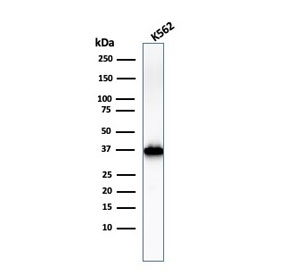 Western blot testing of human K562 cell lysate with Nucleophosmin antibody (clone NPM1/3286). Expected molecular weight ~38 kDa.