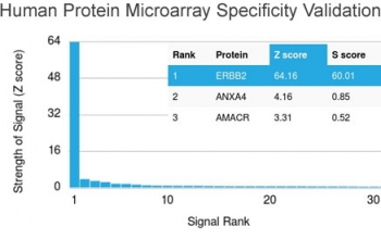 HER2 Antibody Microarray Specificity Validation. Analysis of HuProt(TM) microarray containing more than 19,000 full-length human proteins using HER2 Antibody (clone ERBB2/3257) demonstrates highly specific detection of ErbB2 / HER2, a receptor tyrosine kinase involved in oncogenic signaling pathways. The antibody shows a dominant signal for ERBB2 with clear separation from other proteins on the array, supporting strong target specificity of clone ERBB2/3257. Z- and S-score: The Z-score represents the strength of signal generated when the antibody binds to a protein on the array, expressed as standard deviations above the mean signal, while the S-score reflects the difference between sequential Z-scores and indicates relative specificity compared to potential off-target interactions.
