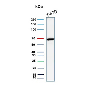 Estrogen Receptor alpha Antibody T-47D WB. Western blot analysis of human T-47D cell lysate using Estrogen Receptor alpha antibody (clone ESR1/3557) detects a band at approximately 65-70 kDa, consistent with the predicted molecular weight of Estrogen receptor alpha (ESR1), a nuclear hormone receptor expressed in hormone-responsive breast cancer cells.