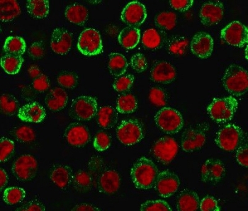 Immunofluorescence staining of MeOH-fixed human HEK293 cells with CD137/4-1BB antibody (green, clone 4-1BB/3201) and Reddot nuclear stain (red).