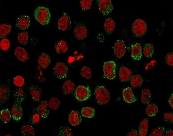 ICOSL Antibody U937 Cell IF. Immunofluorescence staining of human U937 cells using clone ICOSL/3111 (green) and Reddot nuclear counterstain (red). Inducible T-cell costimulator ligand / ICOSLG displays predominantly membranous and cytoplasmic fluorescence consistent with its role as a B7 family immune checkpoint ligand involved in antigen-presenting cell communication and adaptive T-cell costimulation signaling pathways.