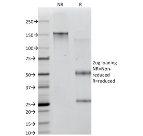 SDS-PAGE analysis of purified, BSA-free ICOSLG / ICOSL antibody (clone ICOSL/3111) as confirmation of integrity and purity.