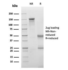 SDS-PAGE analysis of purified, BSA-free VISTA antibody (clone VISTA/3006) as confirmation of integrity and purity.