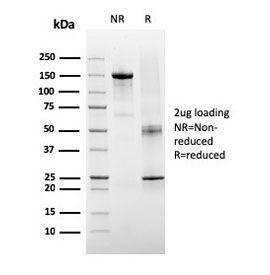 SDS-PAGE analysis of purified, BSA-free TIGIT antibody (clone TIGIT/3016) as confirmation of integrity and purity.