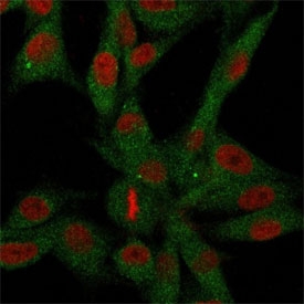 Immunofluorescence staining of human U-87 MG cells with unlabeled CD73 antibody (green, clone NT5E/2646) and Reddot nuclear stain (red).