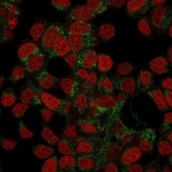 Immunofluorescence analysis of Prohibitin in human HepG2 cells. Prohibitin/PHB antibody (green) staining shows punctate cytoplasmic signal consistent with mitochondrial localization, distributed throughout the cytoplasm and excluded from the nucleus, while nuclei are counterstained with Reddot nuclear stain (red). Cells were fixed and processed for immunofluorescence prior to incubation with Prohibitin antibody (clone PHB/3194) and appropriate fluorescent secondary antibody, followed by nuclear staining. Images were acquired using a fluorescence microscope with filter sets appropriate for the fluorophores used.