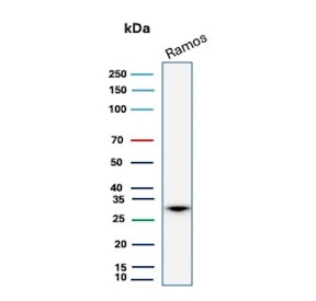 Western blot testing of human Ramos cell lysate with Prohibitin antibody (clone PHB/3227). Expected molecular weight ~30 kDa.