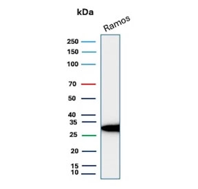 Western blot testing of human Ramos cell lysate with PHB antibody (clone PHB/3228). Expected molecular weight ~30 kDa.