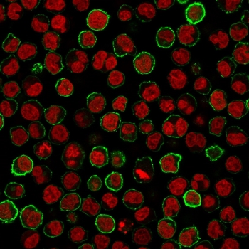 Immunofluorescence analysis of CD20 Antibody for IHC in human Raji cells. CD20 antibody (clone MS4A1/3411) demonstrates distinct green membranous staining outlining the surface of CD20-positive B cells, consistent with MS4A1 localization at the plasma membrane, while nuclei are counterstained red with Reddot. The staining pattern highlights strong cell surface expression with minimal cytoplasmic background, supporting specific detection of CD20 in this B-cell derived line.