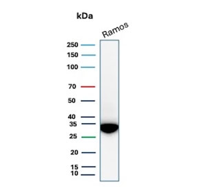 Western blot testing of human Ramos cell lysate with PHB antibody (clone PHB/3229). Expected molecular weight ~30 kDa.