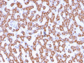 IHC testing of FFPE human liver tissue with Prohibitin antibody (clone PHB/3230). Required HIER: boil tissue sections in pH6, 10mM citrate buffer, for 10-20 min followed by cooling at RT for 20 min.