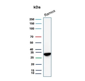 Western blot testing of human Ramos cell lysate with Prohibitin antibody (clone PHB/3230). Expected molecular weight ~30 kDa.