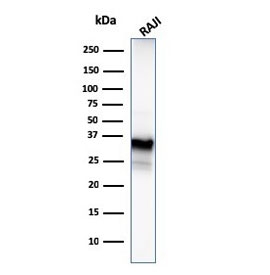 Western blot testing of human Raji lysate with CD20 antibody (clone MS4A1/3409). Predicted molecular weight ~33 kDa.