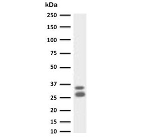 Western blot testing of human spleen lysate with Granzyme B antibody (clone GZB-1). Predicted molecular weight: 29-37 kDa.