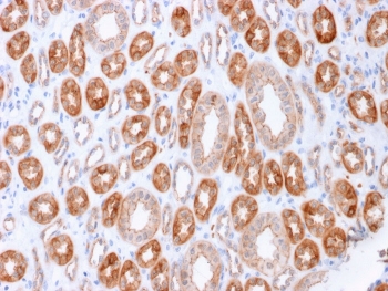 Immunohistochemistry of Occludin antibody in human kidney tissue. The microarray validated clone OCLN/2183 demonstrates strong membranous HRP-DAB brown staining along renal tubular epithelial cell borders, consistent with tight junction localization of Occludin. Staining highlights apical lateral cell-cell junctions forming continuous circumferential patterns within tubular structures, while surrounding interstitial tissue shows minimal background signal. Heat-induced epitope retrieval was performed by boiling tissue sections in pH 9 10mM Tris with 1mM EDTA for 10-20 minutes followed by cooling prior to incubation.