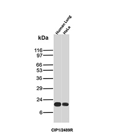 p21 Antibody Human Lung and HeLa WB. Western blot analysis of p21 / CDKN1A, also known as p21WAF1, expression in human lung tissue and HeLa cell lysates using p21 antibody clone CIP1/2489R. Lane 1: human lung lysate, Lane 2: HeLa cell lysate. A band is detected at approximately 21-24 kDa, consistent with the predicted molecular weight of p21 (CDKN1A), a key cyclin-dependent kinase inhibitor that regulates cell cycle arrest. Signal is observed in both samples, reflecting p21 expression in tissue and proliferating cells.