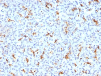 CFTR Antibody Pancreas IHC. Immunohistochemistry analysis of Cystic fibrosis transmembrane conductance regulator / CFTR expression in FFPE human pancreatic tissue using mouse monoclonal antibody clone CFTR/1342. HRP-DAB brown staining is observed with apical membranous and luminal accentuation in ductal epithelial cells, while surrounding acinar tissue shows minimal signal; nuclei are counterstained blue. This CFTR antibody complements mouse tissue findings by enabling comparison between human and mouse epithelial expression patterns. Antigen retrieval was performed by boiling sections in 10 mM Tris buffer with 1 mM EDTA, pH 9, for 10-20 min followed by cooling at room temperature.
