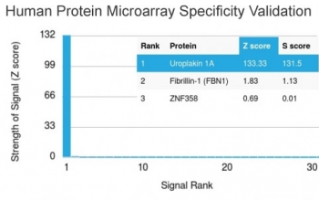 HuProt protein microarray specificity analysis of UPK1A antibody (clone UPK1A/2921). The antibody was screened against a HuProt microarray containing more than 19,000 full-length human proteins. Signal intensity is expressed as a Z-score, representing the number of standard deviations above the mean signal generated across the array when the antibody, together with a fluorescently labeled anti-IgG secondary antibody, binds to a specific protein. Proteins are ranked in descending order by Z-score, and the S-score reflects the difference in Z-scores between the top-ranked protein and the next highest signal, providing a quantitative measure of relative target specificity. Clone UPK1A/2921 demonstrates a markedly elevated Z-score for Uroplakin 1A with strong S-score separation from other proteins, supporting highly specific recognition of UPK1A on the array and confirming its microarray validated status.
