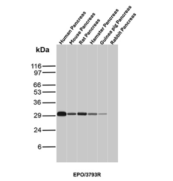 EPO Antibody Multi-Species Pancreas WB. Western blot analysis of pancreas tissue lysates from human, mouse, rat, hamster, guinea pig, and rabbit using EPO Antibody (clone EPO/3793R) detects a band at approximately 28-30 kDa, consistent with erythropoietin (EPO) and its glycosylated forms, supporting cross-species detection across pancreatic tissues.