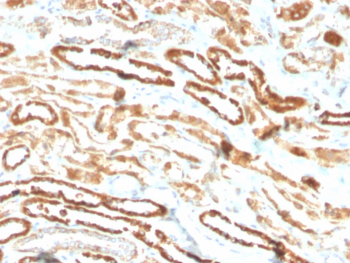 EPO Antibody Kidney IHC. Immunohistochemistry staining of FFPE human kidney with EPO antibody (clone EPO/3793R). HIER: boil tissue sections in pH 9 10mM Tris with 1mM EDTA for 10-20 min followed by cooling at RT for 20 min.