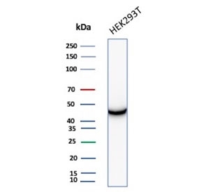 CKB Antibody for WB HEK293. Western blot testing of human HEK293 cell lysate with CKB antibody (clone CPTC-CKB-2). Predicted molecular weight ~43 kDa.