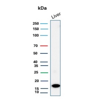 Granulocyte-Colony Stimulating Factor Antibody Liver WB. Western blot analysis of Granulocyte colony stimulating factor / CSF3 in human liver tissue lysate using recombinant mouse monoclonal Granulocyte-Colony Stimulating Factor antibody, clone rCSF3/900. A band is detected at approximately 18-20 kDa, consistent with the predicted molecular weight of G-CSF, supporting detection of this hematopoietic cytokine in tissue lysates.