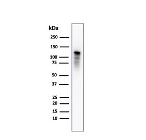 Drebrin Neuronal Actin-Binding Protein Antibody PC3 WB. Western blot analysis of human PC3 cell lysate using Drebrin Antibody (clone DBN1/2880) detects a band within the expected molecular weight range of approximately 70-120 kDa, consistent with DBN1 / Drebrin isoforms. The observed banding pattern reflects the presence of multiple Drebrin variants and potential post-translational modifications influencing electrophoretic mobility.